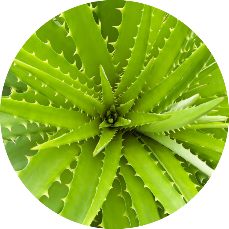 AloeForce products with fresh aloe leaves