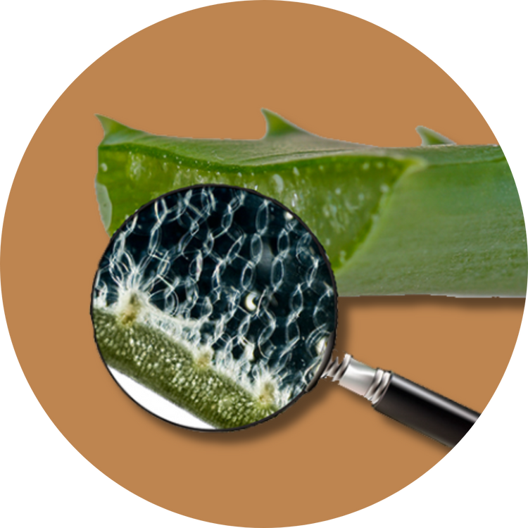 Aloe barbadensis miller plant